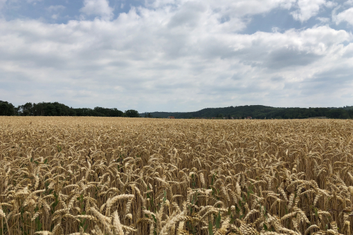 Regionaler Weizen